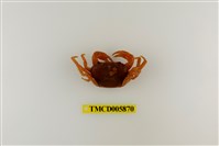藏品(拉氏清溪蟹)的圖片